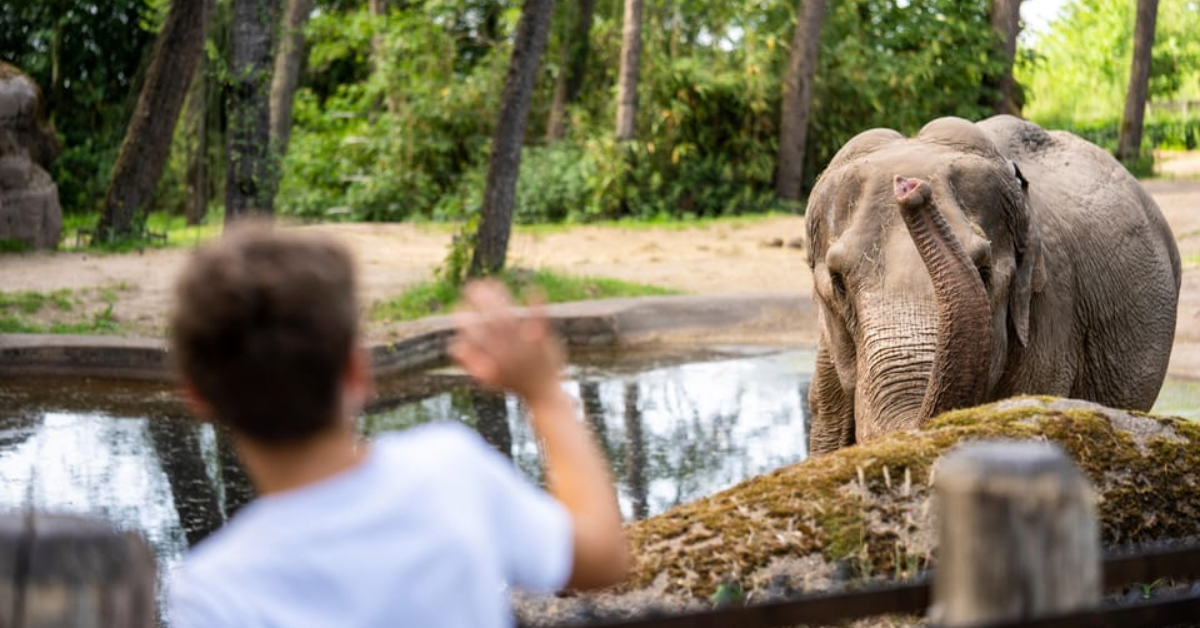 Burgers’ Zoo: Een Wereld van Ecosystemen Burgers’ Zoo: Een Wereld van Ecosystemen