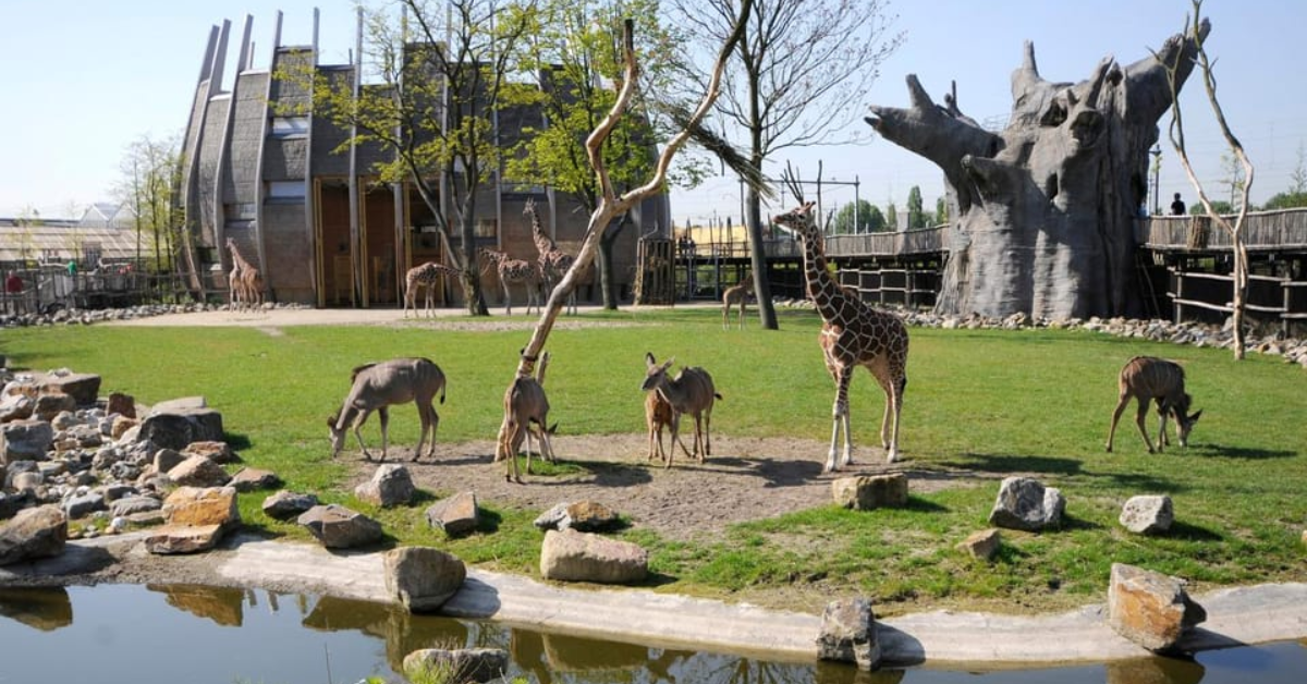 5. Diergaarde Blijdorp: Voor Jong en Oud een Ontmoeting met de Natuur 5. Diergaarde Blijdorp: Voor Jong en Oud een Ontmoeting met de Natuur